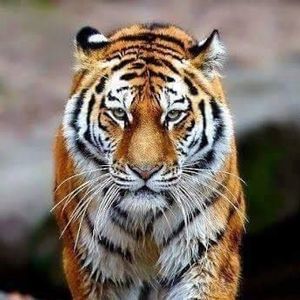 Meet your Posher, Daremylife